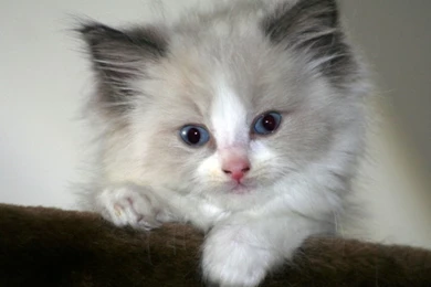 Free Wallpapers For Desktop Computer: Wallpapers For Desktops