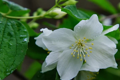 Wallpapers Download3