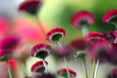 Hd Wallpapers Nature And Flowers