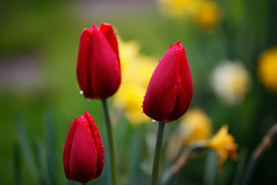 We Also Have Lots Of Images Of Nature And Flowers So The One Who ...