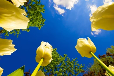 Flowers Nature Wallpapers   Bing Images