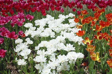 Desktop Wallpapers Nature Flowers 9