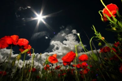 Nature Flowers Wallpapers,Download Nature Flowers Wallpapers