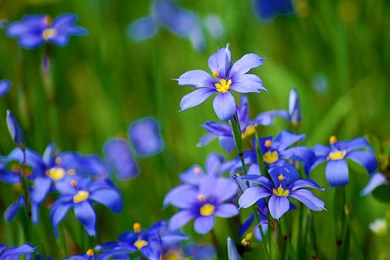 Natural Flowers Pictures   Desktop Backgrounds