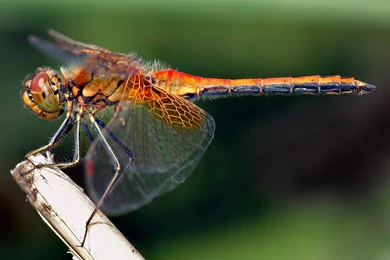 Dragonfly Wallpapers And Backgrounds   Animals Town