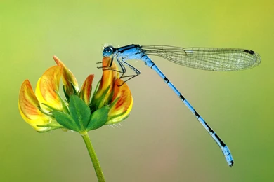Macro Photography Dragonfly