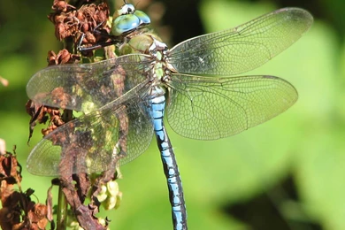 Dragonfly Wallpapers   Animals Town