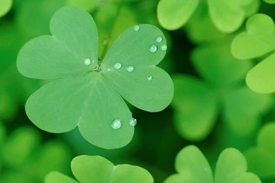 St Patricks Day Wallpapers   ST. Patrick's Day