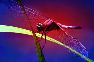 Dragonfly Wallpapers
