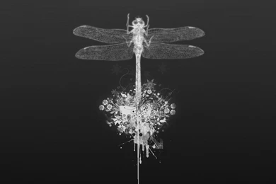 1600x1200 White Dragonfly Desktop PC And Mac Wallpapers