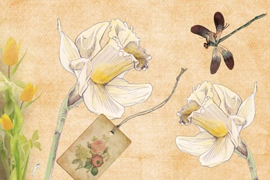 Daffodils Dragonfly >> HD Wallpaper, Get It Now!