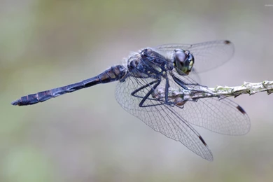 1115) Butterfly Wallpapers   WalOps.com