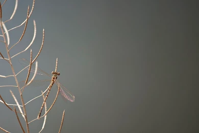 Dragonfly Wallpapers By DonaldPipowitch On DeviantArt