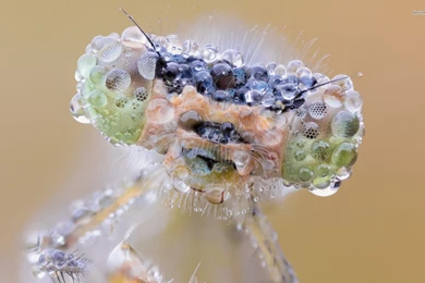 Wet Dragonfly Wallpapers   Animal Wallpapers