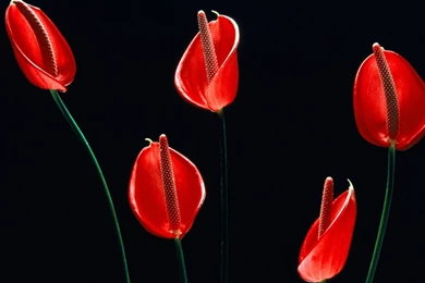 Black And Red Abstract Wallpapers Design 356   Amazing Wallpaperz