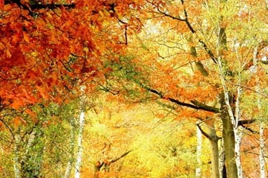 iPhone Wallpapers On Pinterest