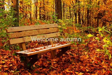 AUTUMN Fall Tree Forest Landscape Nature Leaves Bench Wallpapers ...