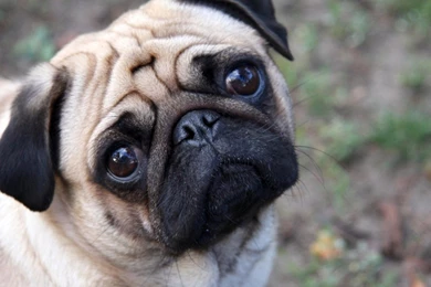 1280x800 Cute Pug Desktop PC And Mac Wallpapers