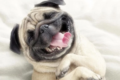 Funny Pug Wallpapers 6795449   Resimkoy