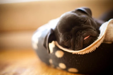 Pug HD Wallpapers