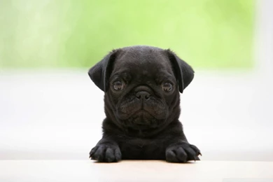 Black Pug Wallpapers