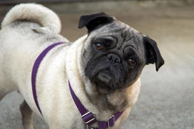 Cute Pug Wallpapers Wallpaper,Animal HD Wallpaper,animals HD ...