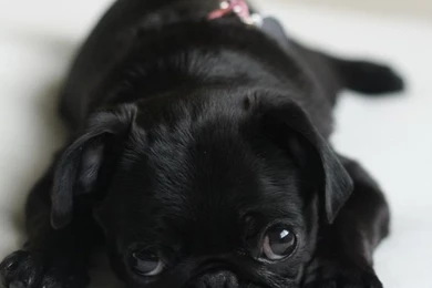 Baby Black Pug   Wallpaper.