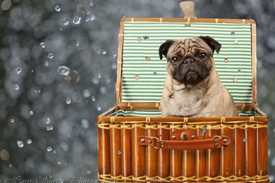 Pug Dog HD Wallpapers Best Collection Pug Wallpapers