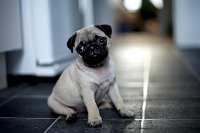 Cute Dogs Pug Wallpapers Android Apps And Tests AndroidPIT