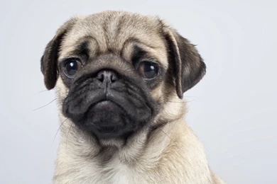 Pug Wallpapers   Animal Wallpapers