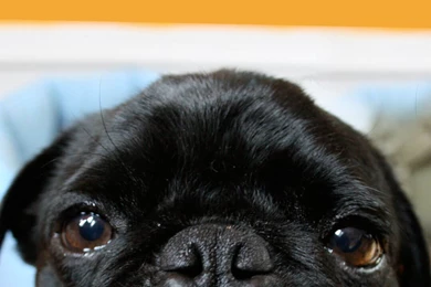 Cute Black Pug Wallpapers IPhone