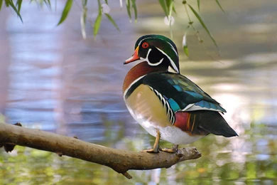 Suzanne Britton Nature Photography: Waterfowl (Wallpapers Only ...