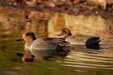 Suzanne Britton Nature Photography: Waterfowl (Wallpapers Only ...