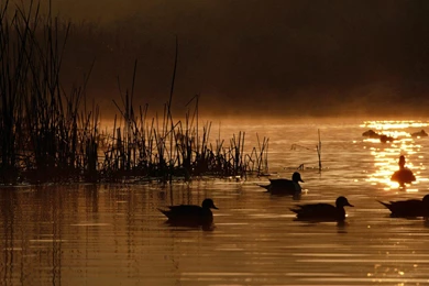 Waterfowl Wallpapers   Wallpapers Cave