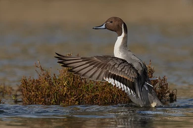 Nature Photography By Seetharam Maddali