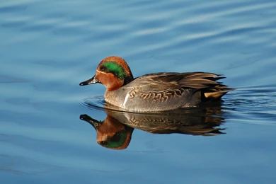 Suzanne Britton Nature Photography: Waterfowl (Wallpapers Only ...