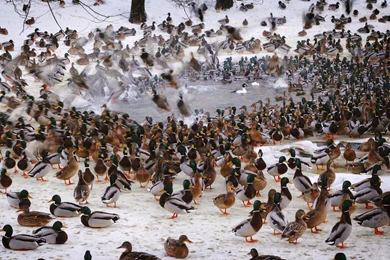 Waterfowl Fowl Ducks Flock Free Desktop Backgrounds And Wallpapers