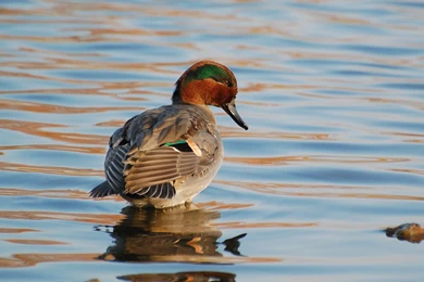 Suzanne Britton Nature Photography: Waterfowl (Wallpapers Only ...