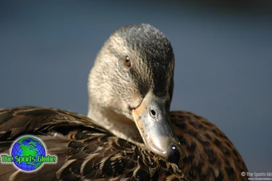 Waterfowl Desktop Wallpapers And Backgrounds   The Sports Globe