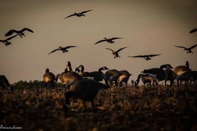 Jestingstock.com Goose Hunting Wallpapers