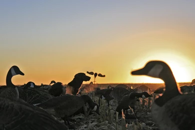 Goose Hunting Desktop Wallpapers   HD Wallpaper Backgrounds Of ...