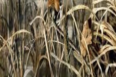 Jestingstock.com Drake Waterfowl Wallpapers