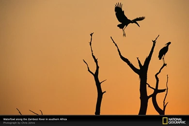 Zambezi River, Waterfowl, Photo Of The Day, Picture, Photography ...