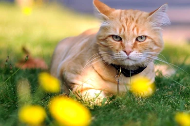 1920x540 Wallpapers Page 595: Miss Ginger Kittens Cat Cats ...