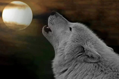 Cats: Invisible Wall Kittens Cats Wonderful Great Cute Sweet ...