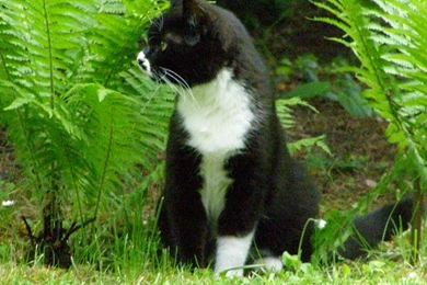 Cats: Invisible Wall Kittens Cats Wonderful Great Cute Sweet ...