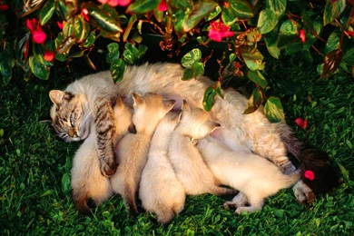 Busy Cat Mom Kittens Grass Cats Wonderful Persian Great ...
