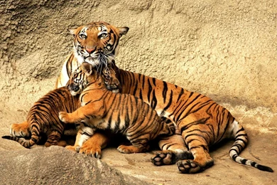 Beautiful Wallpapers   Teddybear64 Wallpapers (20163015)   Fanpop