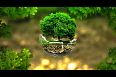 Tree Manipulation, Photoshop, Wallpapers Size (This Was A Tutorial ...