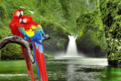 Macaws On A Branch Wallpapers   Animal Wallpapers